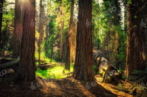 Preview: Sunrise In The Sequoia Forest A The Mariposa Grove Of Giant Sequoias In Yosemite National Park