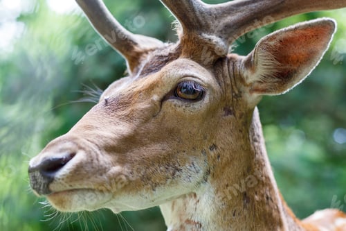 Preview: Beautiful young brown deer in the wild. Wild deer among green trees