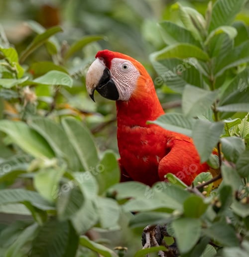 Preview: Scarlet Macaw in Costa Rica
