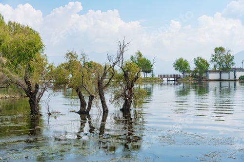 Preview: Trees Reflecting in a Tranquil Lake