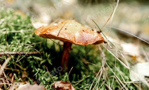 Preview: Oily Waxcap Mushrooms on Wood