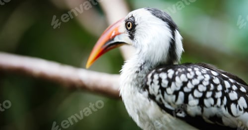 Preview: A beautiful Southern Yellow-billed Hornbill