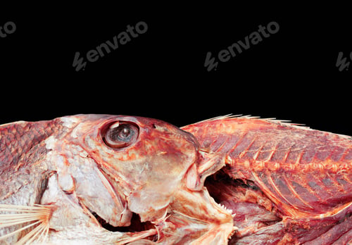 Preview: fish with black background