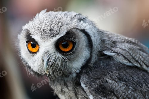 Preview: owl, bird, snowy owl, wilderness