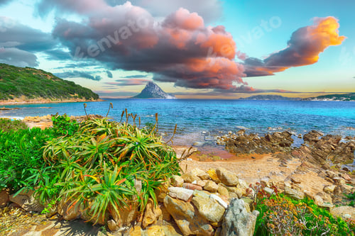 Preview: lots of flowers at Doctors beach (Spiaggia del Dottore) near Porto Istana.