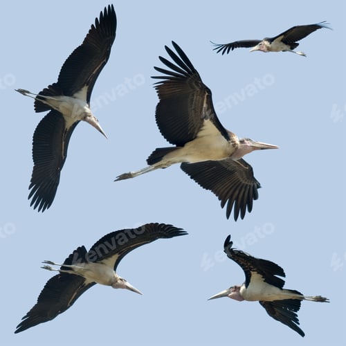 Preview: Set of Leptoptilos flying