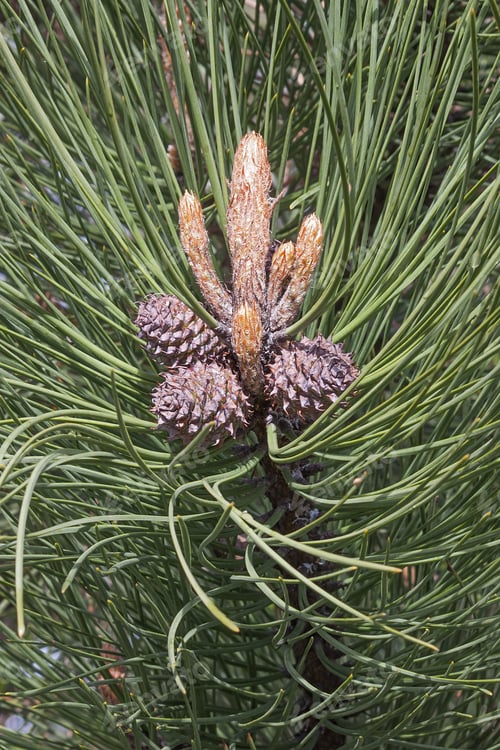 Preview: Ponderosa Pine (Pinus Ponderosa). Called Bull Pine, Blackjack Pine And Western Yellow Pine Also