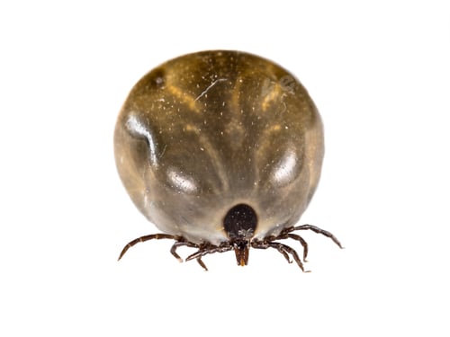 Preview: Castor Bean Tick