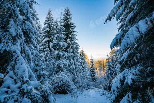 Preview: Tall dense old spruce trees grow on a snowy slope
