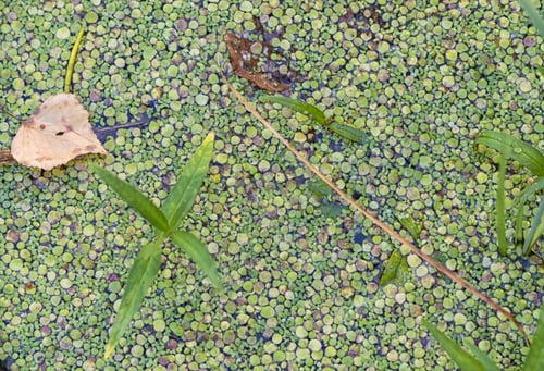 Preview: duckweed on the surface of the water