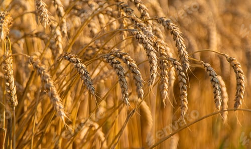 Preview: Wheat growing spikelets field harvest. Selective focus.