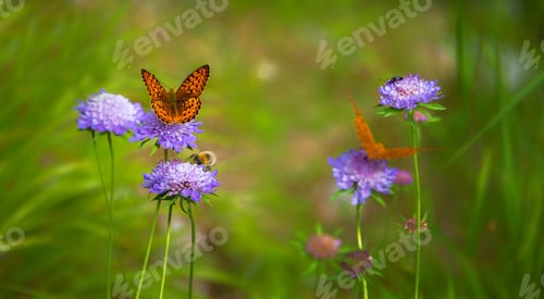 Preview: Butterfly on the flower in the meadow