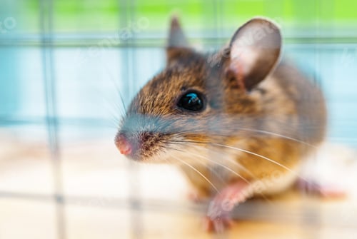 Preview: Closeup of Mouse in Trap on Light Surface