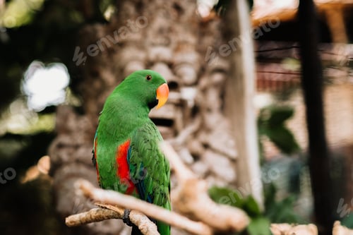Preview: A green and red parrot