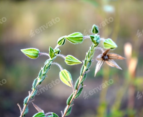 Preview: Wild plant in the meadow, Nature background.