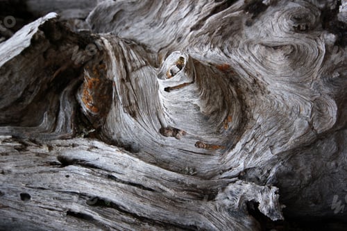 Preview: tree roots