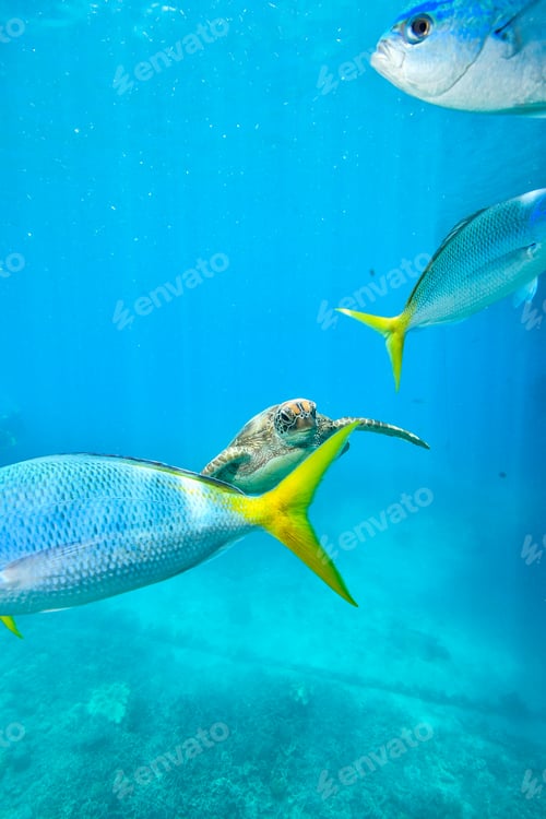 Preview: green turtle in the great barrier reef