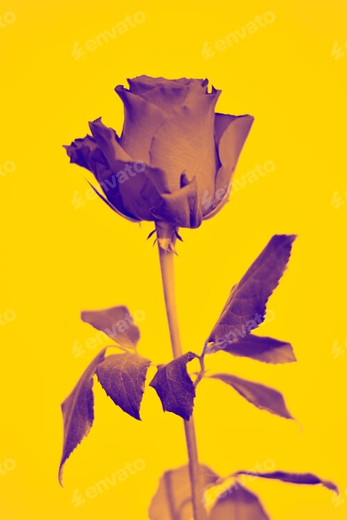 Preview: Artistic Rose with Bold Yellow Background