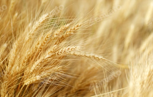 Preview: Field of golden wheat