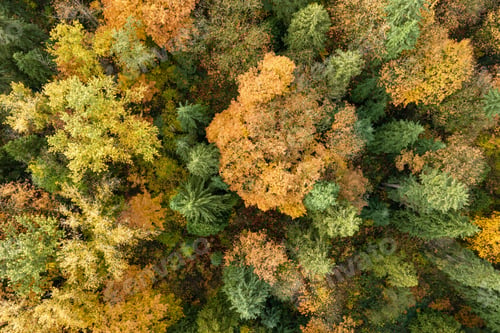 Preview: Autumn Aerial View Of A Dense Forest Canopy With Colorful Leaves And Evergreen Trees