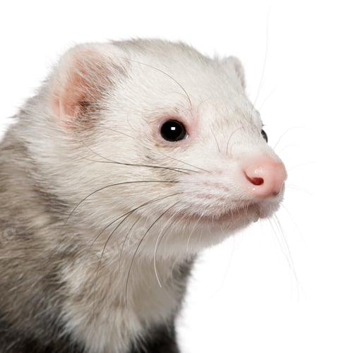 Preview: Close-up of ferret, 5 years old, in front of white background