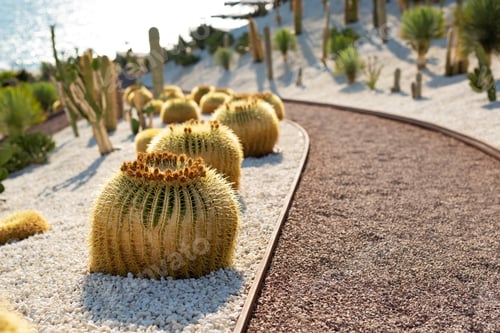 Preview: Path in tropical cactus gardens near the sea.