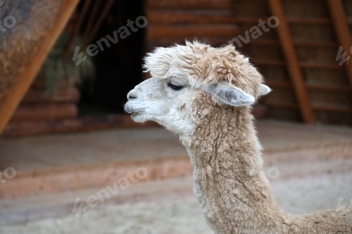 Preview: Llama alpaca in the zoo, fluffy and cute animal
