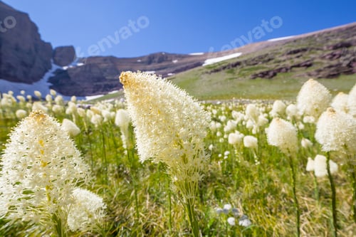 Preview: Mountains meadow