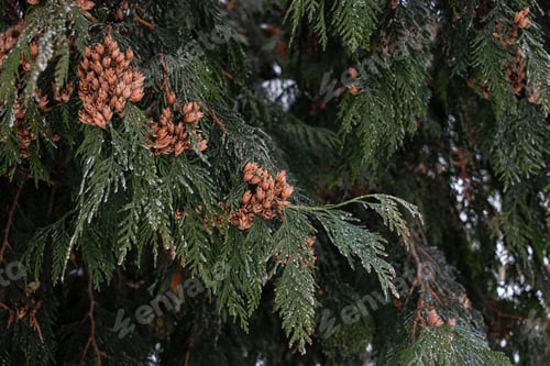 Preview: Evergreen Thuja Branch with Cones. Natural Winter Background