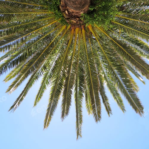 Preview: Palm tree against clear blue sky