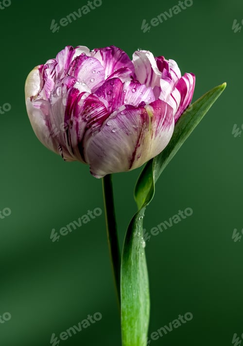 Preview: Blooming Tulip Jonquieres on a green background