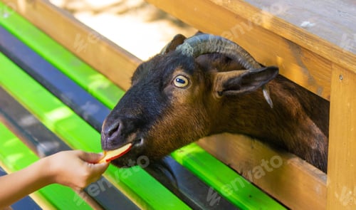 Preview: the boy feeds the animals in the zoo. Selective focus
