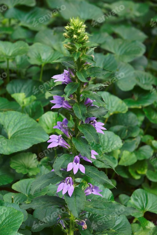 Preview: Blue Cardinal Flower (Lobelia Siphilitica). Called Great Blue Lobelia And Great Lobelia Also