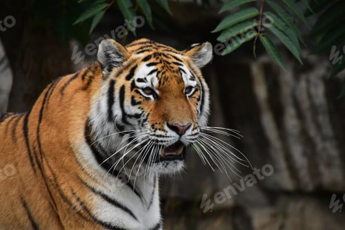 Preview: Close up portrait of Siberian Amur tiger