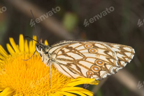 Preview: Melanargia butterfly