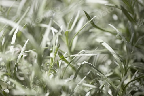 Preview: Fresh Rosemary Herb grow outdoor. Rosemary leaves Close-up.
