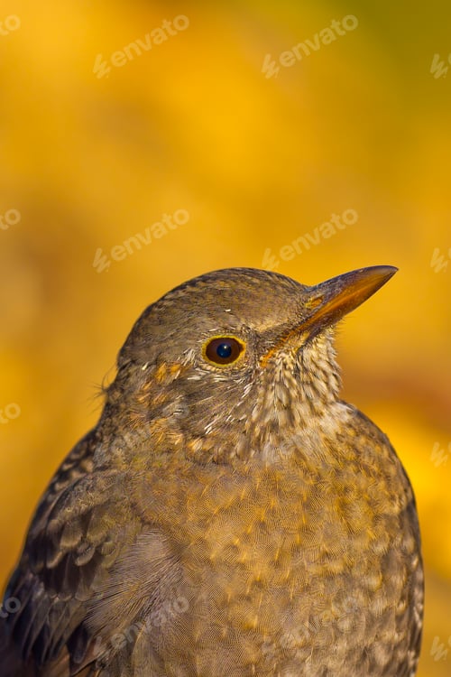 Preview: Blackbird, Mediterranean Forest, Spain