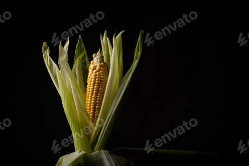 Preview: Raw ripe corn. Dark style