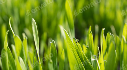 Preview: Field with sprouts of oats in the early morning. Young sprouts of wheat, closeup view.