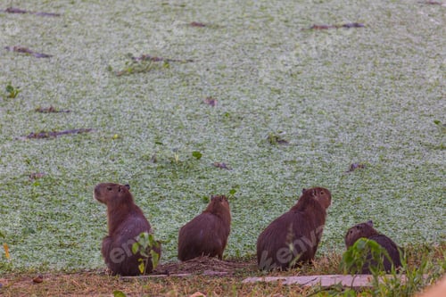 Preview: Capybara