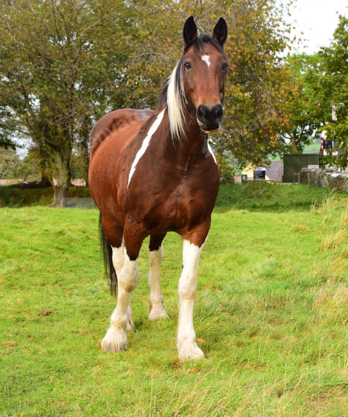 Preview: horse, mare, wilderness, stallion