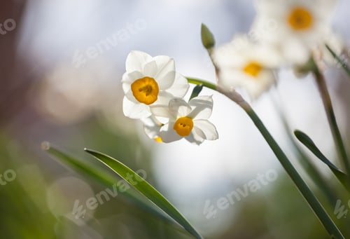 Preview: Japanese Daffodil Flowers
