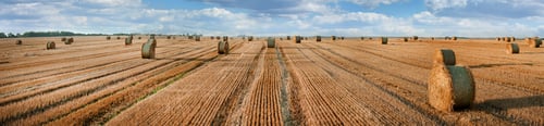 Preview: panorama of a field with wheat stubble, piles of rolls and stripes after harvest