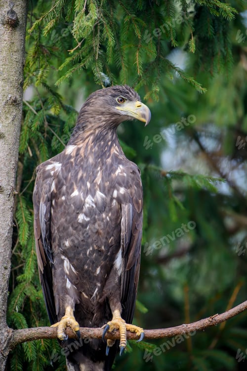 Preview: White-tailed eagle sitting on pine branch