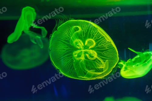 Preview: underwater shooting of beautiful Aurelia aurita