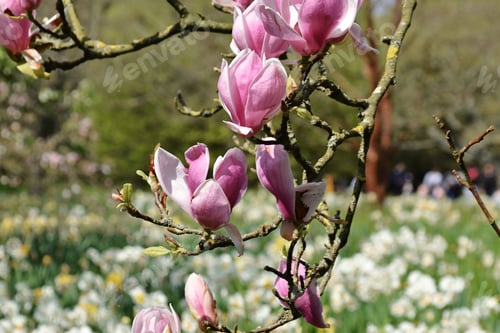 Preview: close up of a tulip tree branch in bloom
