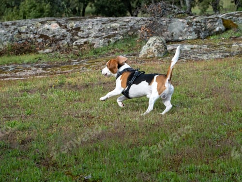 Preview: Puppy running over a meadow