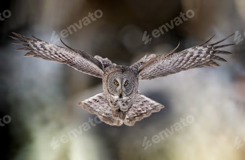 Preview: Great Grey Owl in Flight