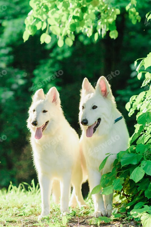 Preview: White Swiss shepherd on walk