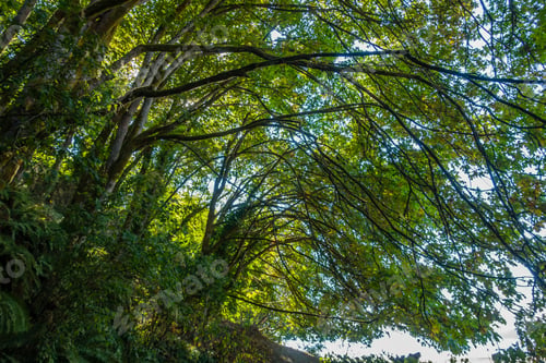 Preview: Branches Seem To Flow Like An Ocean Wave At Dash Point State Park In Washington State.